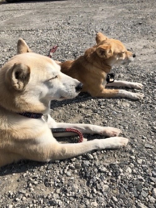 地面でくつろぐ2匹の犬
