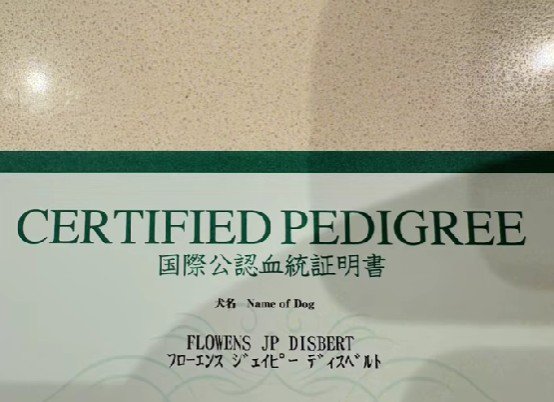 血統証明書が送られてきたら…