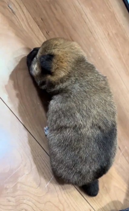 生後2週間の赤ちゃん柴犬