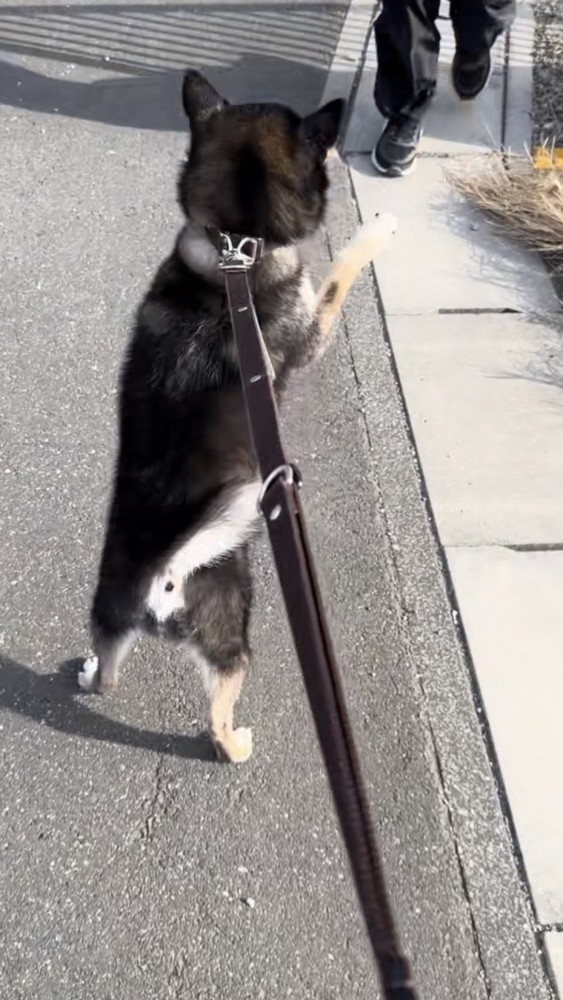 駆け寄る小学生の足と二足歩行の黒柴