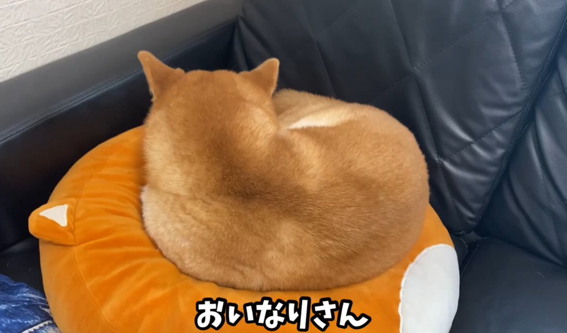 寝る犬
