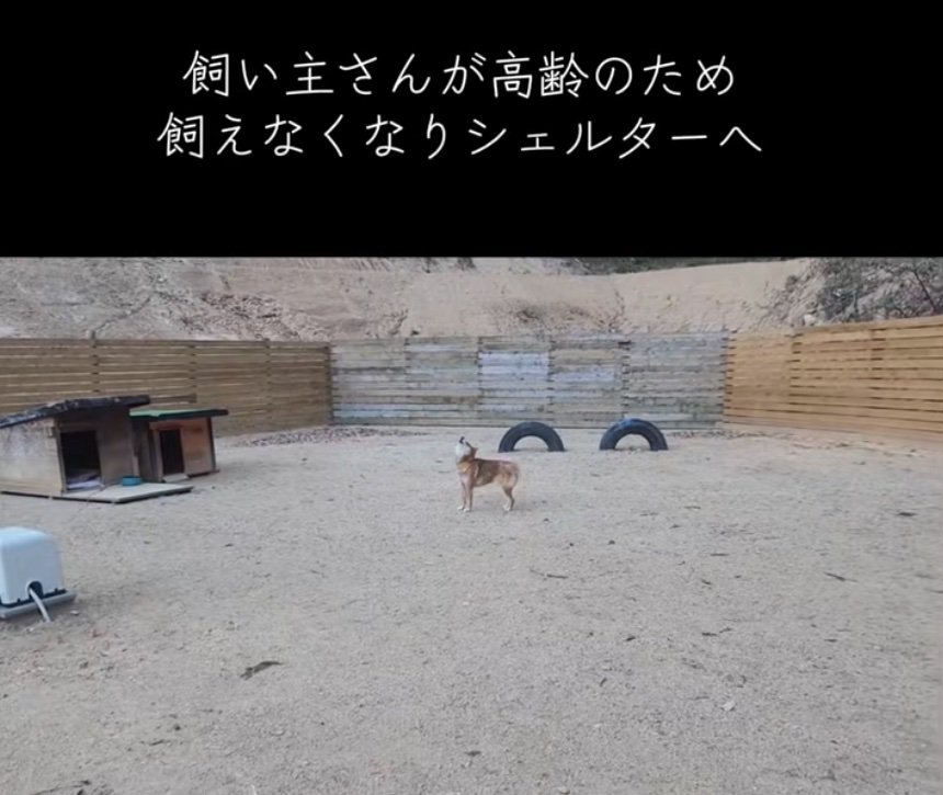 遠吠えする犬