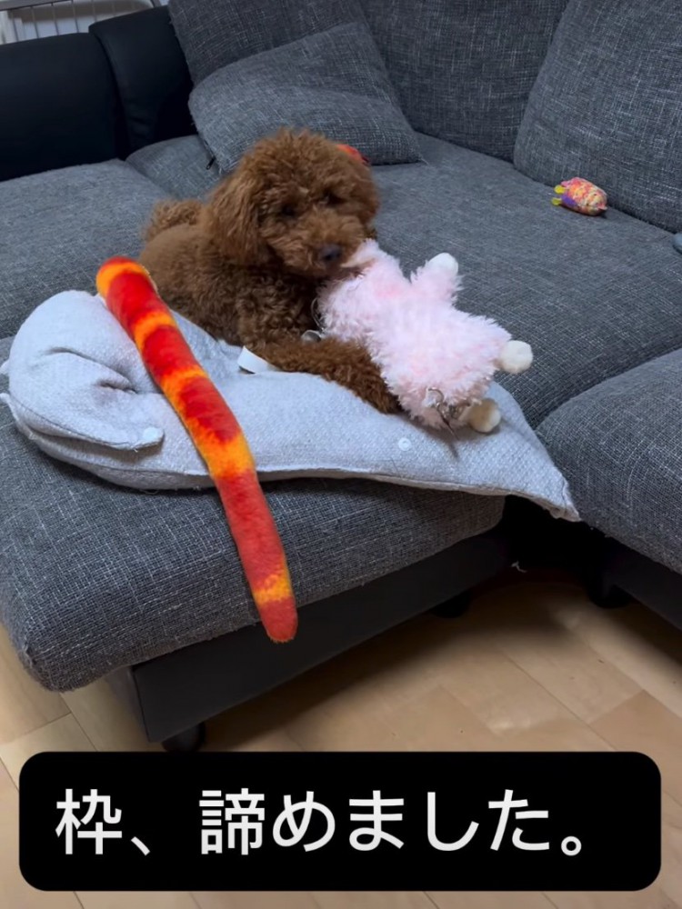 部屋で過ごす犬