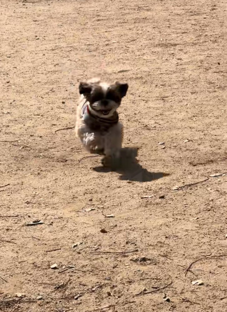 駆け寄る犬