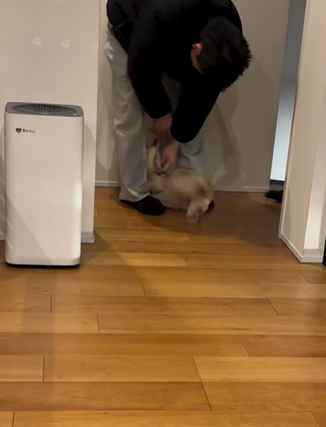 家族に撫でてもらう小型犬