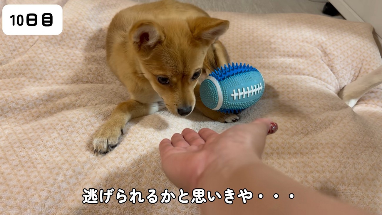 クンクンしてくれるようになった