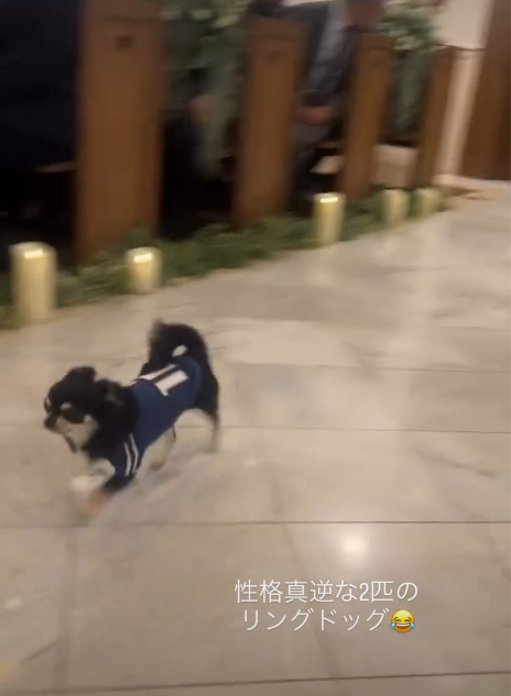 走る犬2