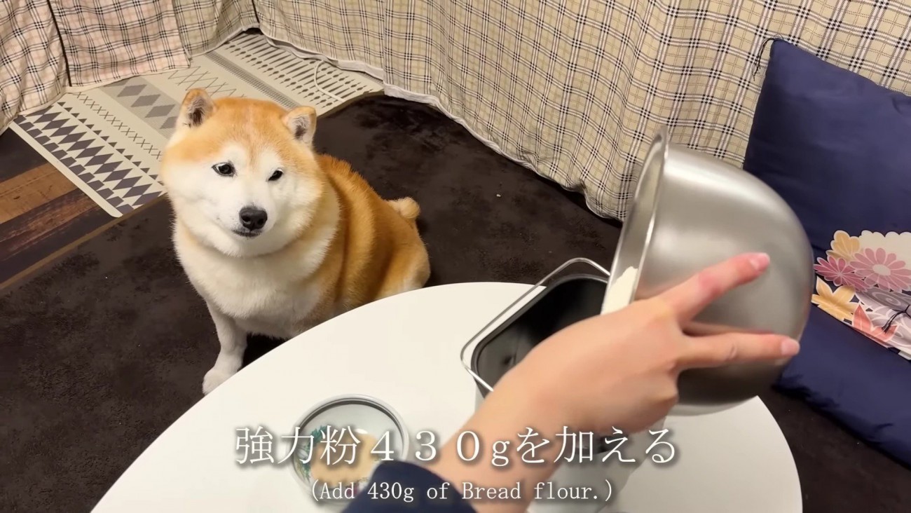 キラキラの目で材料を凝視