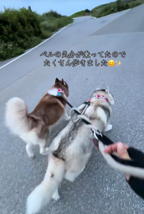 ブルちゃんとベルちゃんの日常2