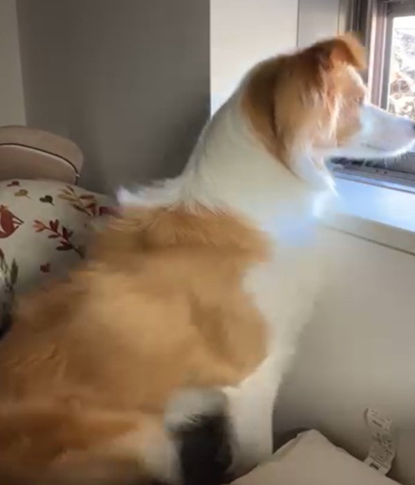 窓の外を見つめる犬2