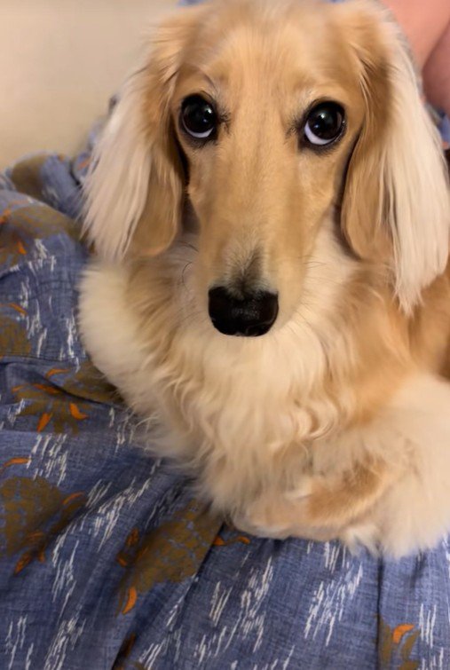 上目遣いでおねだり♡