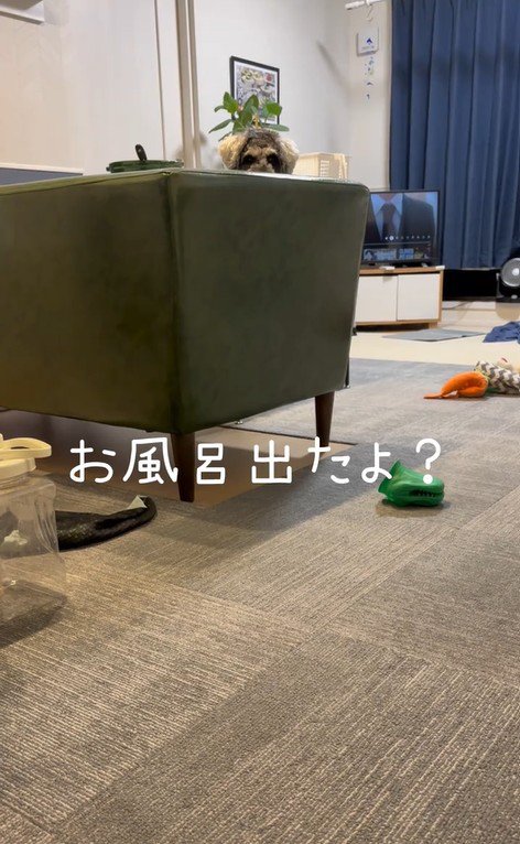 お風呂から出た時のポポちゃんの態度7