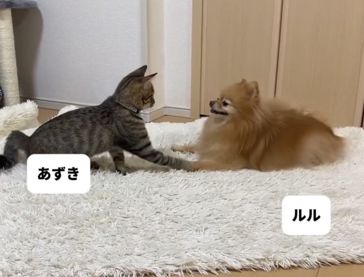 前足を重ねる犬と子猫