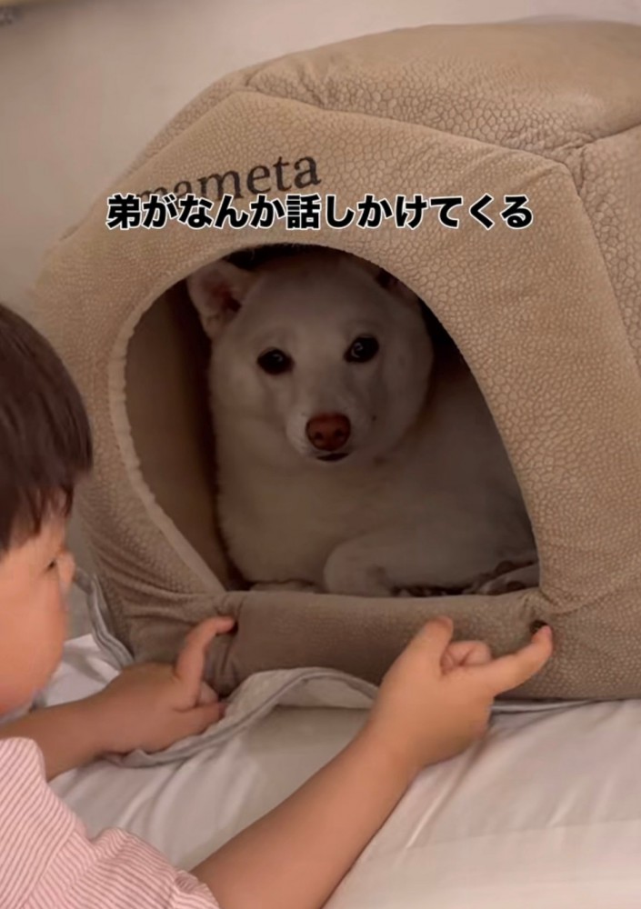 犬のハウスをのぞき込む赤ちゃん