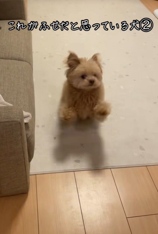 ハッピーちゃんの伏せ3