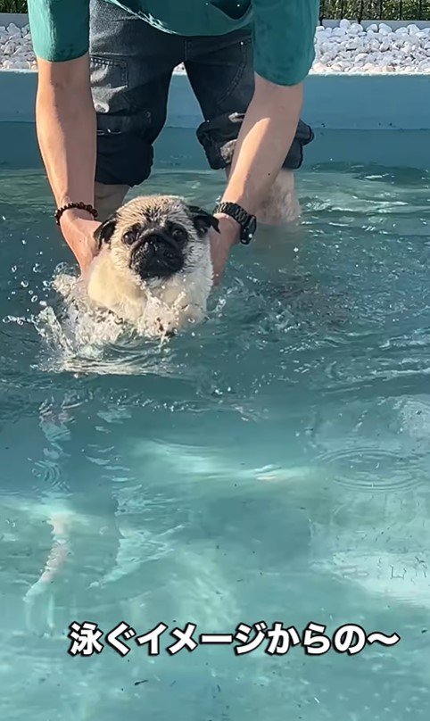 プールに来たぽんずちゃん3