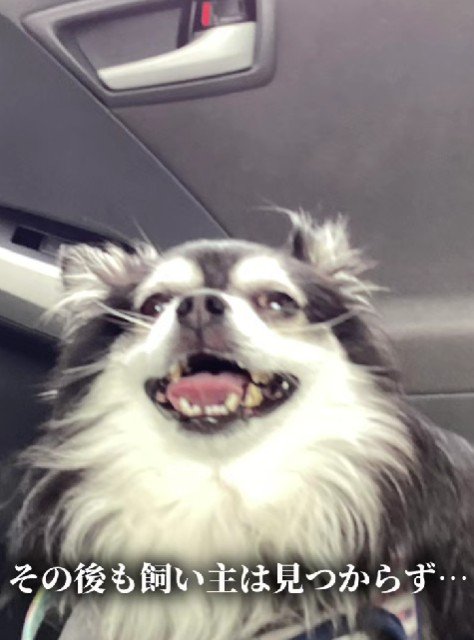 飼い主さんは見つからず…