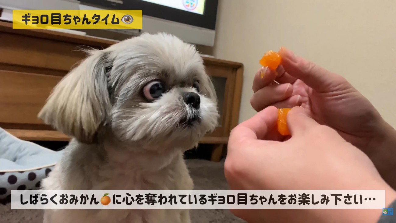 みかんを食べたいてんぽさん9