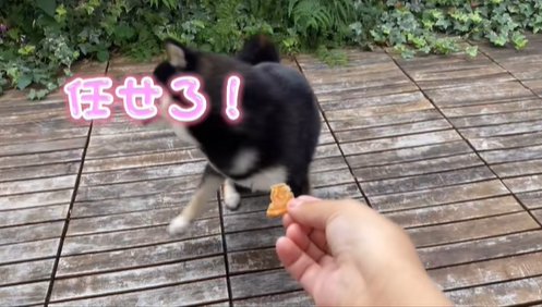 くるりと回る柴犬
