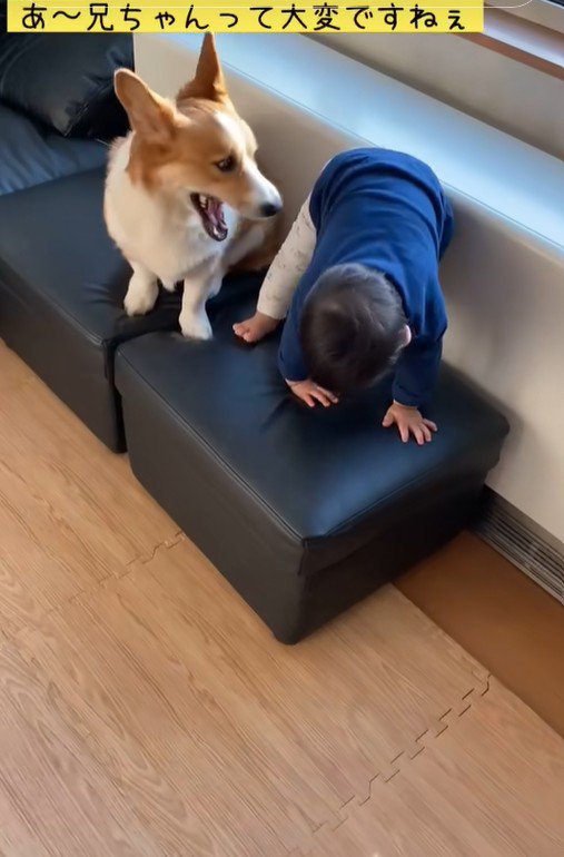 男の子が段差を降りる時のサクくん⑩