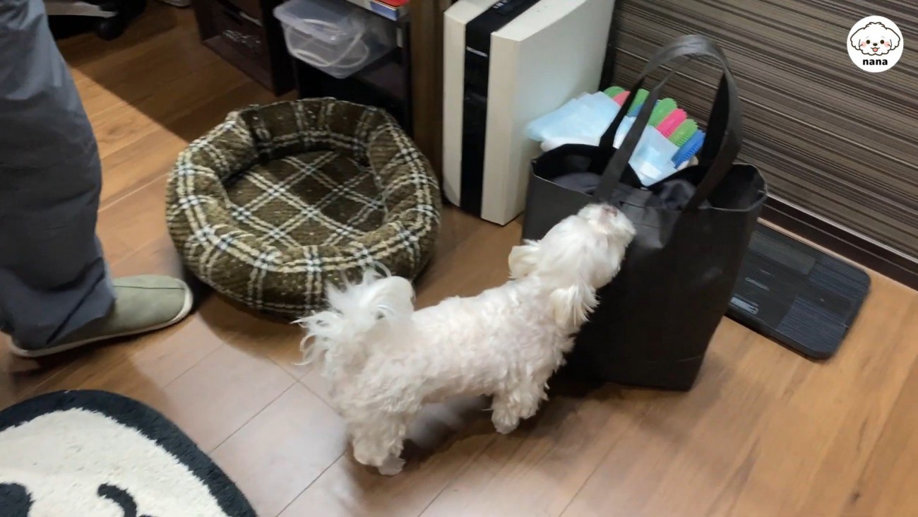 ナナくんとパパさんの再会4