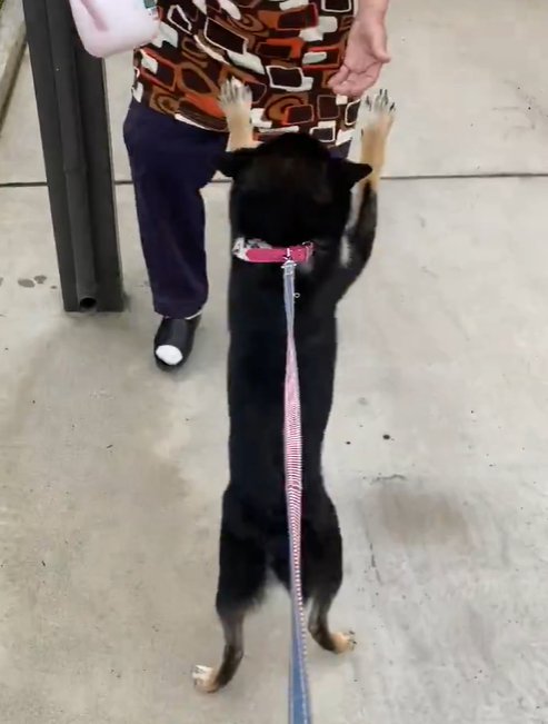 おばあちゃんと犬1