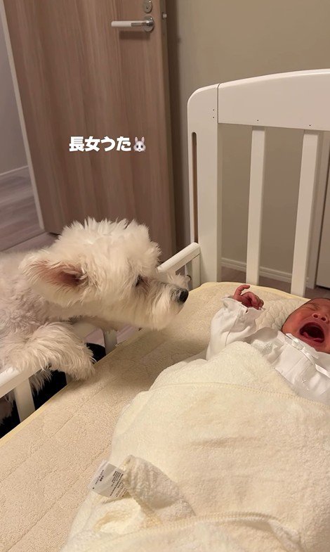うたちゃんと赤ちゃんの初対面