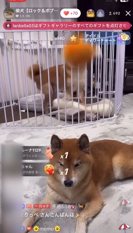 ロックくん＆ボブくんのハプニング4