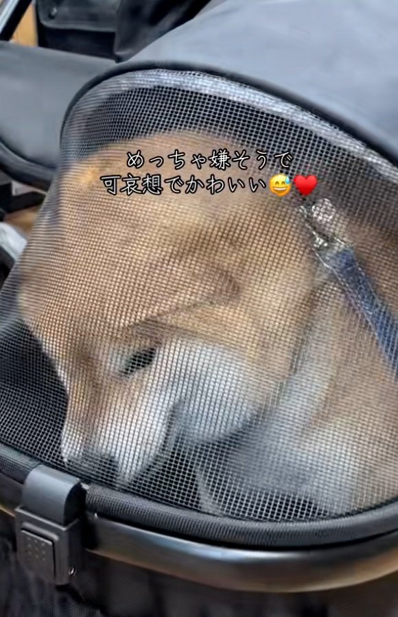 絶望が可愛いりんちゃん