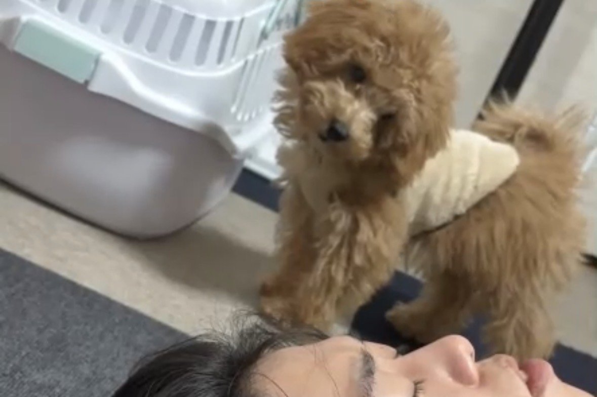 首をかしげる犬1