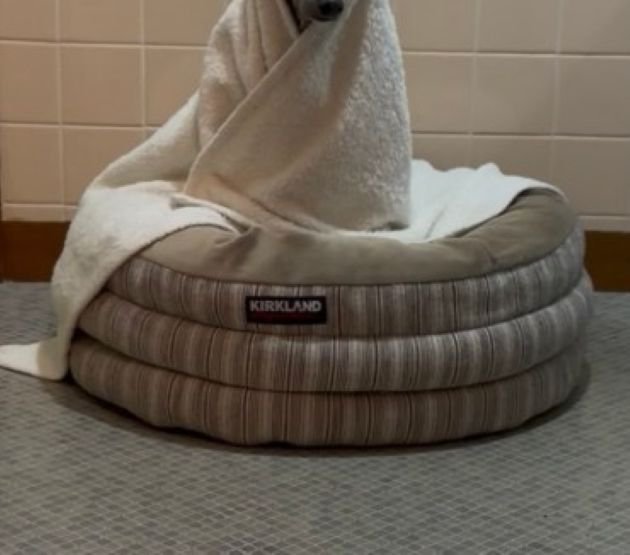 脱衣所で待機中のプットくん