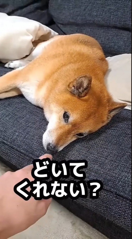 「どいて」と頼んでも無視！