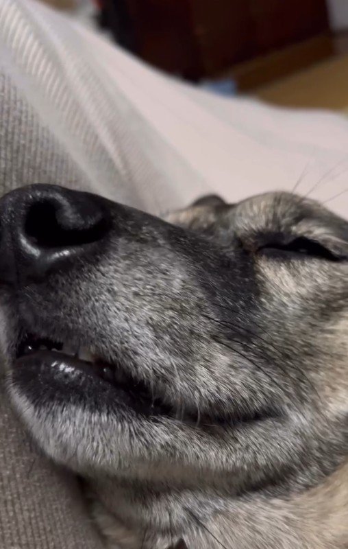 眠っているソイちゃん