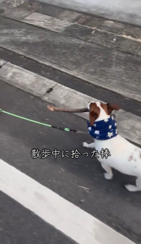 棒を咥えて散歩するバディくん