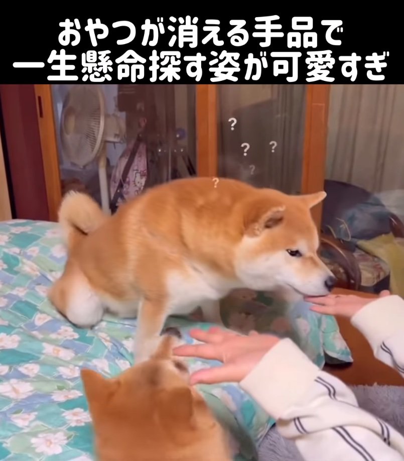 不思議そうな柴犬