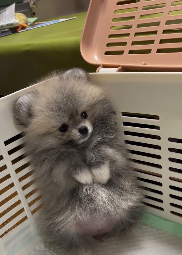 たぬきみたいなしらすちゃん