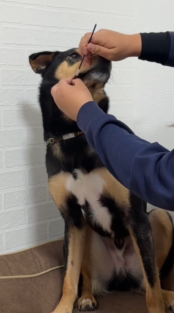 犬の口に棒状のものを入れようとする飼い主