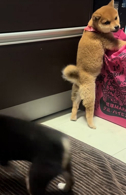 逃げ出そうとする豆柴の子犬