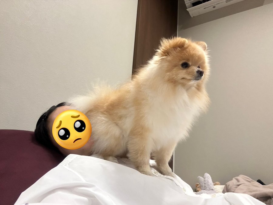 犬は信頼の証に