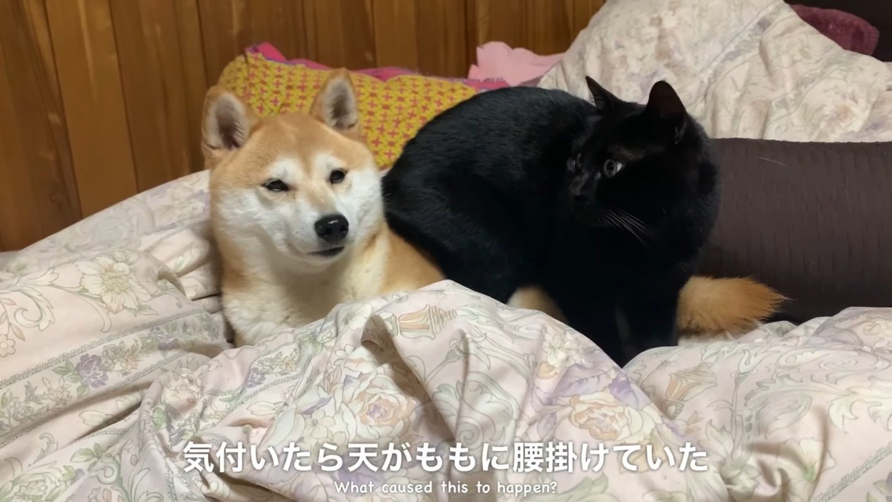 ももちゃんは困惑の表情