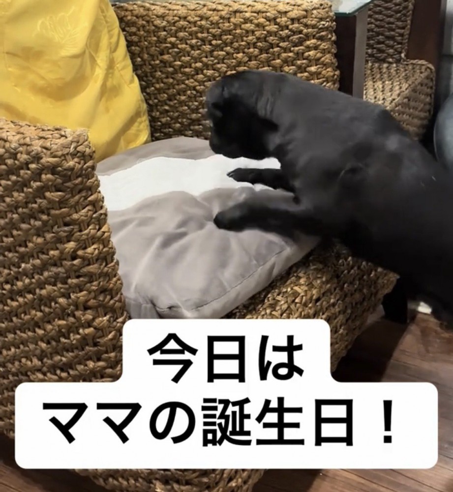 クッションにじゃれつく犬