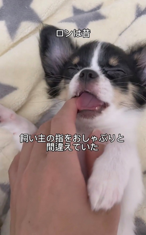 飼い主の指をくわえる犬