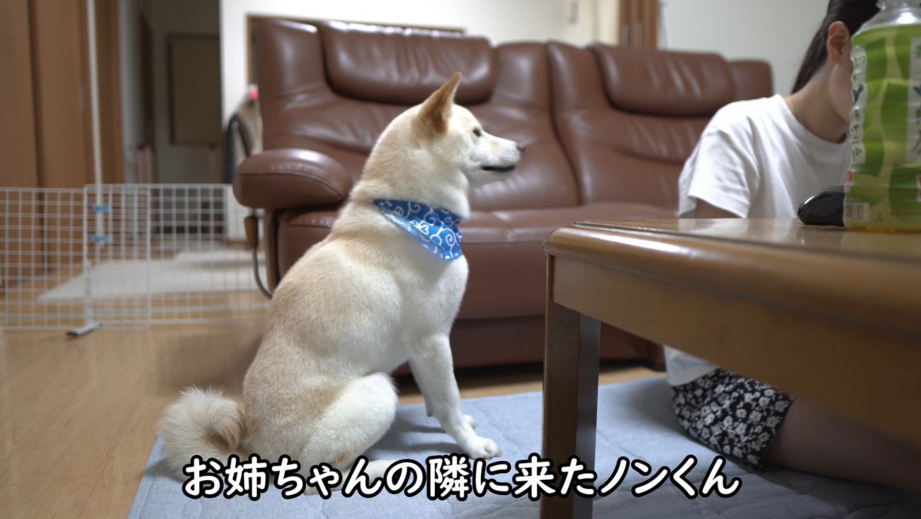お姉ちゃんの隣にお座り
