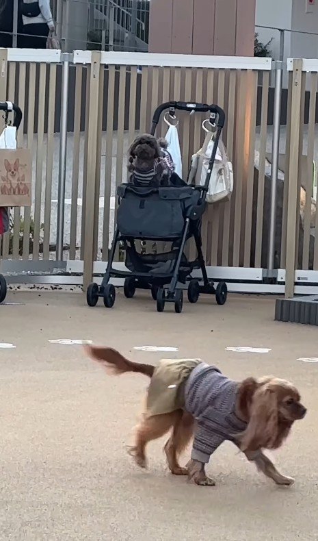 ドッグランでのジュプンちゃん7