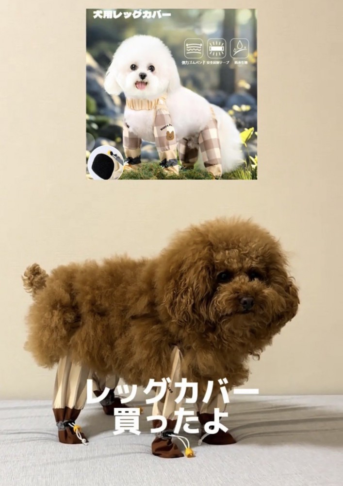 レッグカバーを履いた犬