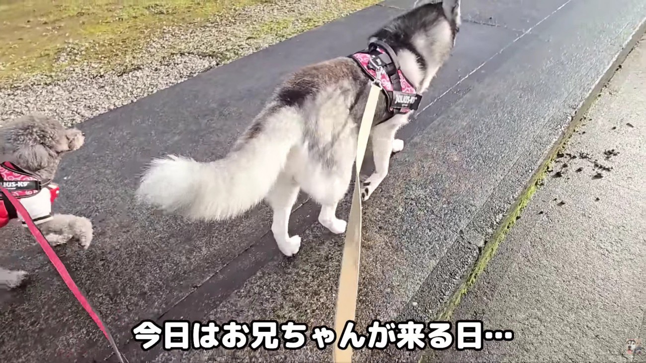 お散歩中のはっちゃんときゅうちゃん