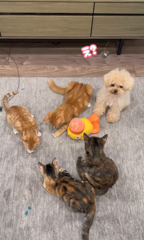 配給係をするくるみちゃん9