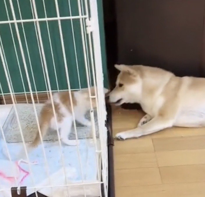 ケージ越しに鼻を寄せる犬と子猫