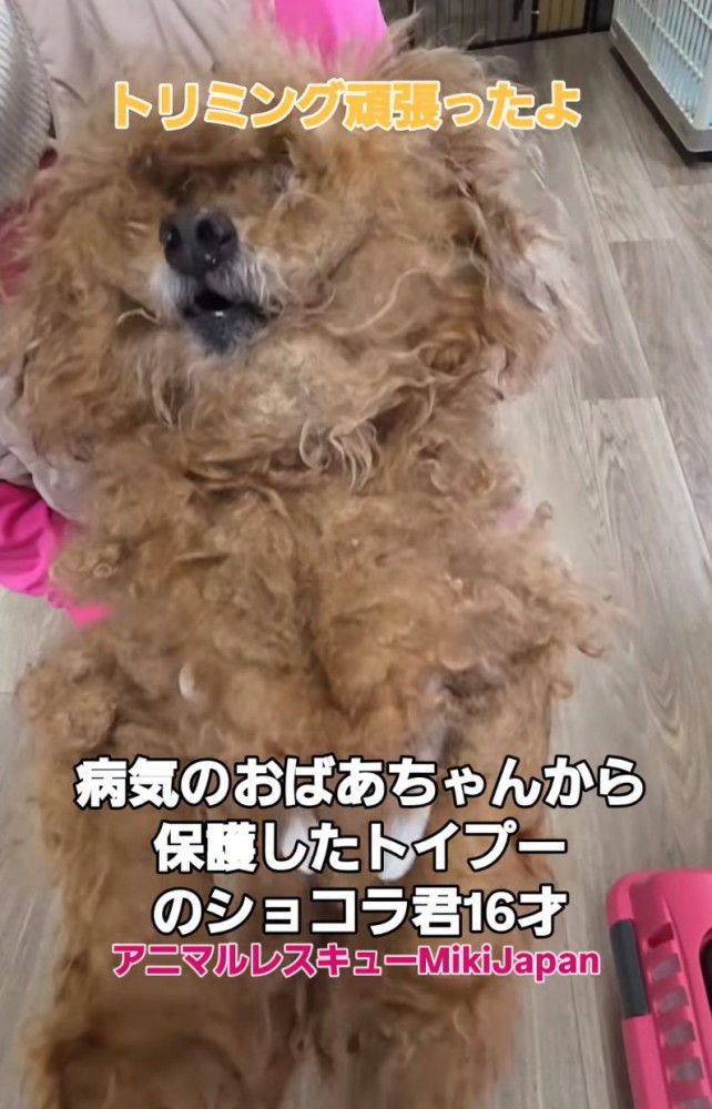 ボサボサの老犬