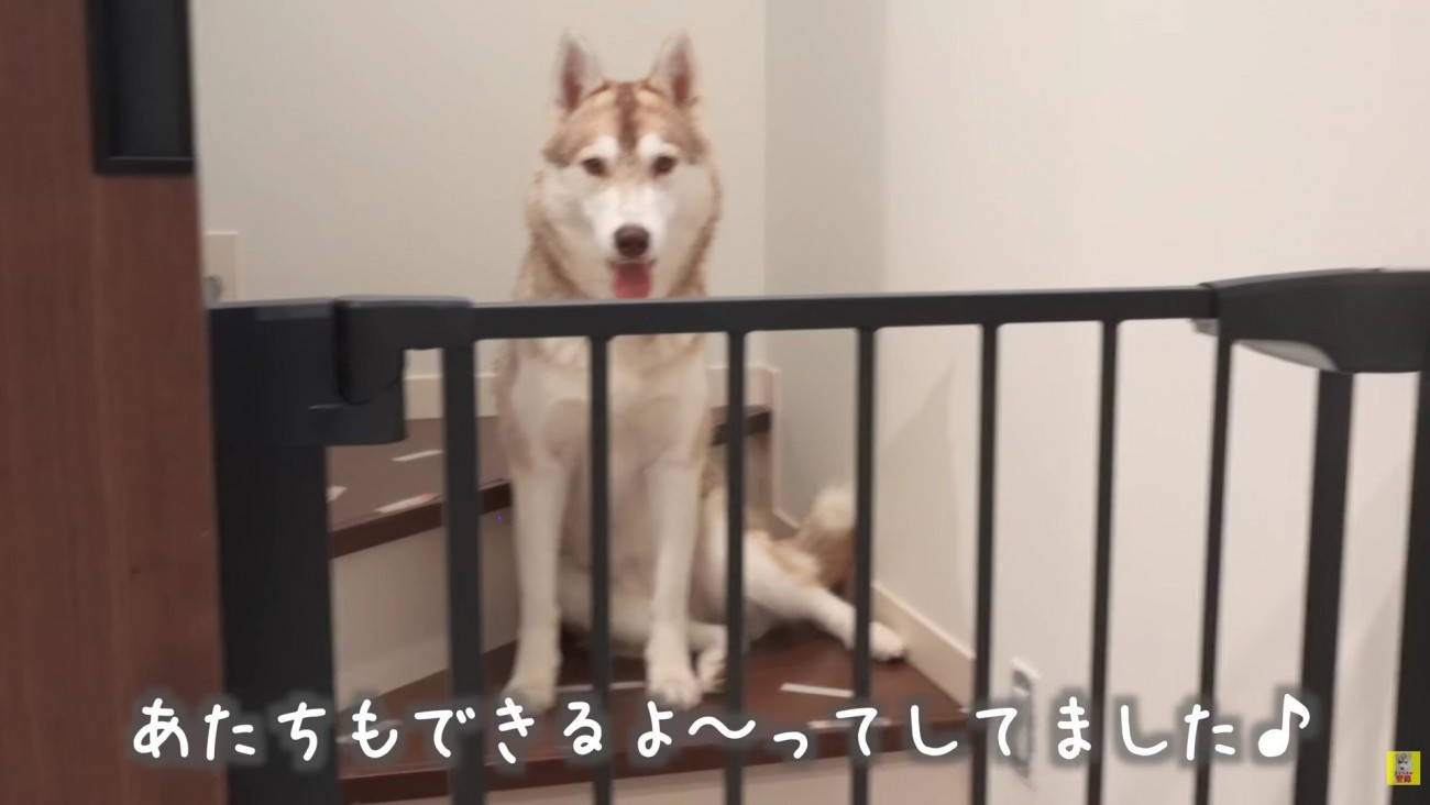 いつかにこちゃんにもできるね！